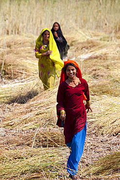 Indian women agricultural workers at farm at Sawai Madhopur near Ranthambore in Rajasthan, Northern India