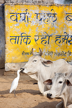 Egret pecks flies from bull's face among herd of cattle at Jhupidiya Village in Sawai Madhopur, Rajasthan, Northern India