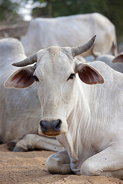 Bull among herd of cattle at Jhupidiya Village in Sawai Madhopur, Rajasthan, Northern India