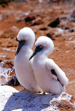 Blue-footed Booby juvenile birds on the Galapagos Islands, Ecuador