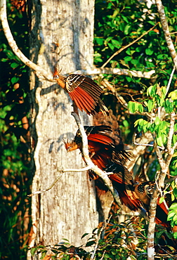 Hoatzin birds at Lake Sandoval, Peruvian Rainforest, South America