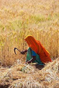 Barley crop being harvested by local agricultural workers in fields at Nimaj, Rajasthan, Northern India