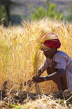 Barley crop being harvested by local agricultural workers in fields at Nimaj, Rajasthan, Northern India