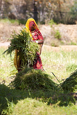 Lucerne crop being gathered for animal forage by local agricultural workers in fields at Nimaj, Rajasthan, Northern India