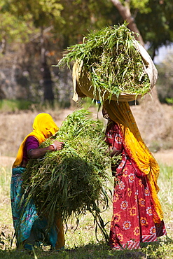 Lucerne crop being gathered for animal forage by local agricultural workers in fields at Nimaj, Rajasthan, Northern India