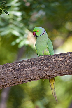 Indian Rose-Ringed Parakeet, Psittacula krameri, on tree branch in village of Nimaj, Rajasthan, Northern India