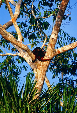 Red Howler monkeys in the fork of a tree at Lake Sandoval, Peruvian Rainforest, South America