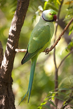 Indian Rose-Ringed Parakeet, Psittacula krameri, on tree branch in village of Nimaj, Rajasthan, Northern India