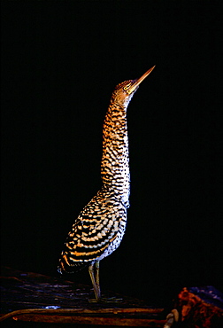 Tiger Heron on Lake Sandova, Peruvian Rainforest, South America