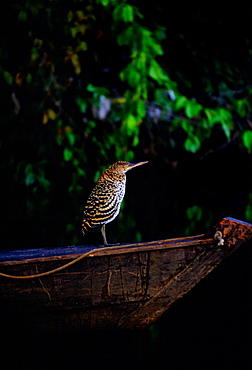 Juvenile Tiger Heron on the prow of a boat on Lake Sandoval, Peruvian Rainforest, South America