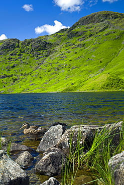 Mallard ducks in lakeland countryside at Easedale Tarn lake in the Lake District National Park, Cumbria, UK