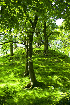 Oak trees in woodland at Furness Fells in Lake District National Park, Cumbria, UK