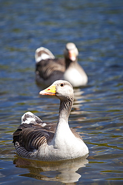 Graylag geese, Anser anser, on Tarn Hows lake, in the Lake District National Park, Cumbria, UK