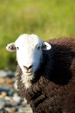 Traditional Herdwick sheep in the Lake District National Park, Cumbria, UK