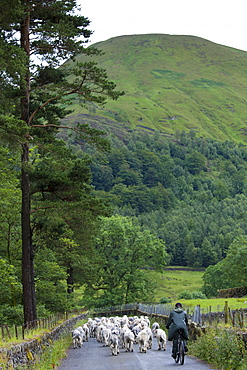 Herdwick sheep with shepherd by Westhead Farm by Thirlmere in the Lake District National Park, Cumbria, UK