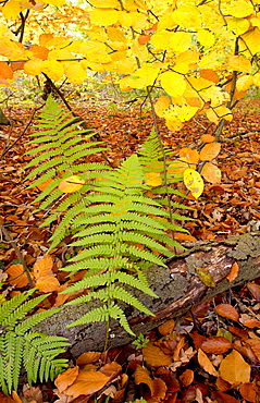 Beech leaves and ferns in woodland during autumn in Oxfordshire, England