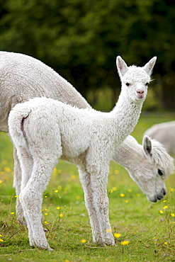 Baby Alpaca at Town End Farm near Kendal in the Lake District National Park, Cumbria, UK