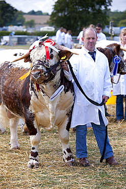 Champion Longhorn Bull at Moreton Show, agricultural event in Moreton-in-the-Marsh Showground, The Cotswolds, UK