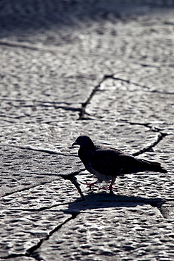 City Pigeon, Columba livia, wandering in Piazza dei Duomo, Tuscany, Italy