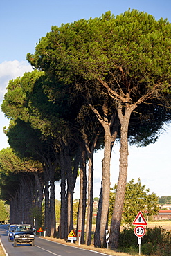 Umbrella pine trees at Sovicille near Siena in Tuscany, Italy