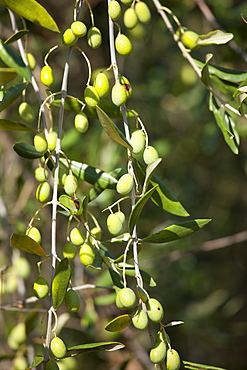 Olive branch on tree at Pontignanello in Chianti, Tuscany, Italy