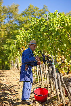 Man picking Sangiovese Chianti Classico grapes at Pontignano in Chianti region of Tuscany, Italy