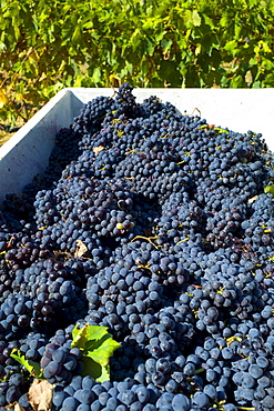 Freshly-picked bunches of Sangiovese Chianti Classico grapes at Pontignano in Chianti region of Tuscany, Italy