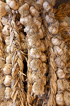 Garlic plaits, Allium sativum, on sale in food market in Pienza, Tuscany, Italy