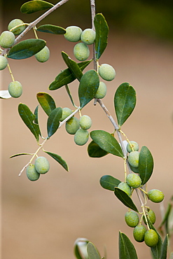 Olive branch on tree in Val D'Orcia, Tuscany, Italy