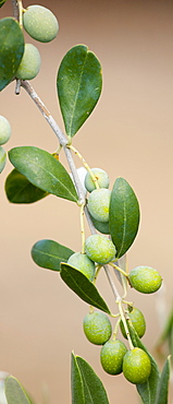 Olive branch on tree in Val D'Orcia, Tuscany, Italy