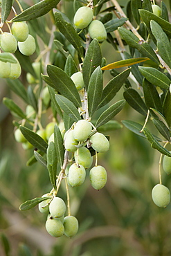 Olive branch on tree in Val D'Orcia, Tuscany, Italy