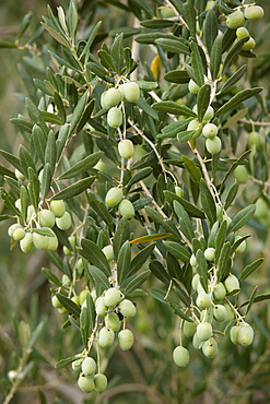 Olive branch on tree in Val D'Orcia, Tuscany, Italy