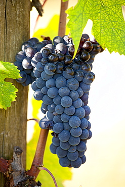 Brunello grapes, Sangiovese, growing on vine at the wine estate of La Fornace at Montalcino in Val D'Orcia, Tuscany, Italy