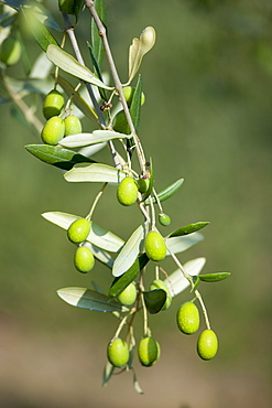 Ripe green olives on branch in traditional olive grove in Val D'Orcia, Tuscany, Italy