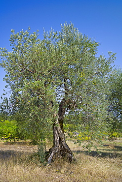 Olive grove of traditional olive trees in Val D'Orcia, Tuscany, Italy