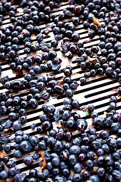 Ripened Brunello grapes, Sangiovese, being harvested at the wine estate of La Fornace at Montalcino in Val D'Orcia, Tuscany, Italy