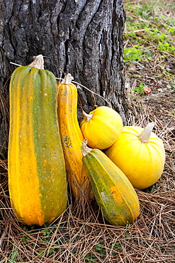 Marrow, squash, pumpkin at La Fornace Azienda Agricola at Montalcino in Val D'Orcia, Tuscany, Italy