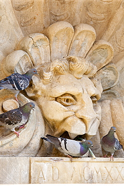 Pigeons drinking from water fountain in Piazza Francesco Ferrucci in Radda-in-Chianti, Tuscany, Italy