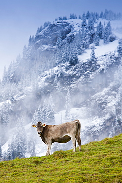 Traditional alpine cattle in the Bavarian Alps, Germany