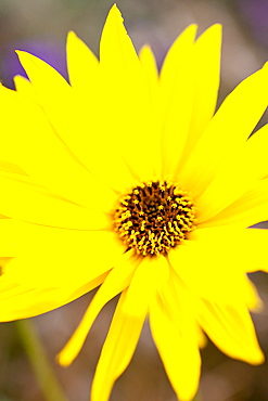 Rudbeckia flower, Asteraceae, also known as Coneflower, in country garden at Swinbrook in The Cotswolds, Oxfordshire, UK