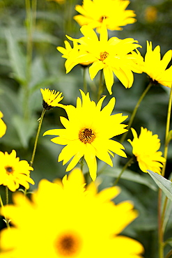 Rudbeckia flower, Asteraceae, also known as Coneflower, in country garden at Swinbrook in The Cotswolds, Oxfordshire, UK