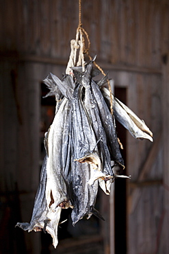 Stockfish, cod, drying in fisherman's hut in the Arctic Circle on the island of Ringvassoya in the region of Tromso, Northern Norway