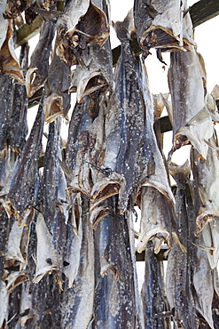 Stockfish cod drying on traditional racks, hjell, in the Arctic Circle on the island of Ringvassoya in region of Tromso, Northern Norway