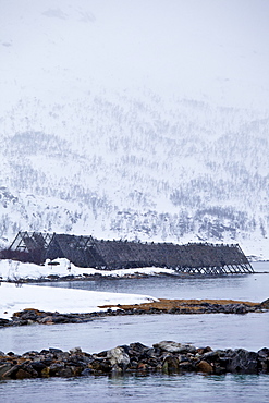 Stockfish cod drying on traditional racks, hjell, on foreshore in the Arctic Circle on Ringvassoya Island, Tromso, Northern Norway