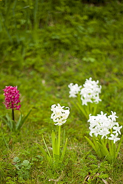 Hyacinths, Hyacinthus orientalis, in springtime in Swinbrook in the Cotswolds, Oxfordshire, UK