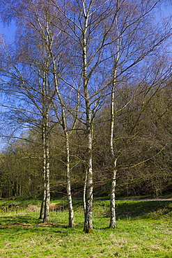 Copse of Silver Birch trees, Betula pendula, in springtime in Swinbrook in the Cotswolds, Oxfordshire, UK