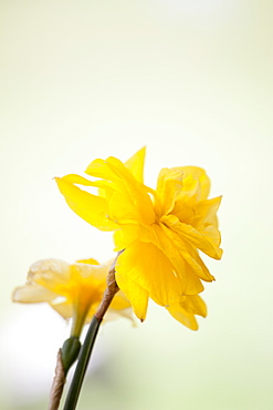 Daffodils, Narcissus, in springtime in Swinbrook in the Cotswolds, Oxfordshire, UK