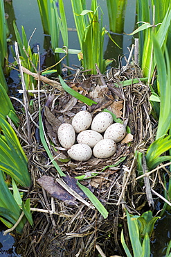 Moorhen's nest, with seven eggs laid, made with twigs among iris plants in a pond in Swinbrook, the Cotswolds, Oxfordshire, UK