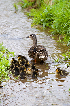 Female mallard duck with 14 newly hatched ducklings, Anas platyrhynchos, on a stream in springtime at Swinbrook, the Cotswolds, UK