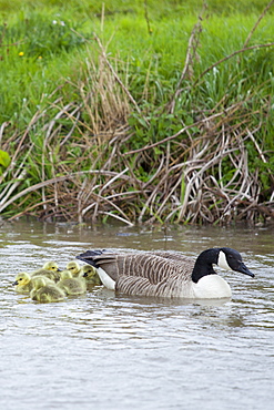 Female Canada Goose, Branta canadensis, with young goslings, on River Windrush at Swinbrook, the Cotswolds, UK